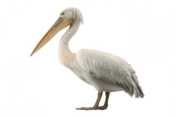 Realistic Pelican with Long Beak Standing on White Background Transparent Background