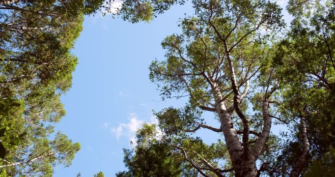 Treetops of the Giant Kauri Trees &ndash; Majestic Canopy of New Zealand's Forest Giants