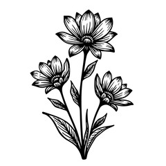 Hand-Drawn Floral Illustration in Ink: Daisies on White