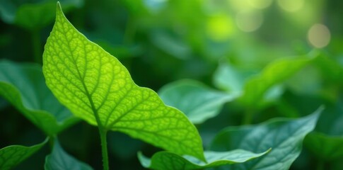 Close-up of a vibrant green leaf, showcasing intricate vein patterns and a sunlit surface, set against a softly blurred background of similar foliage, creating a serene and natural scene.