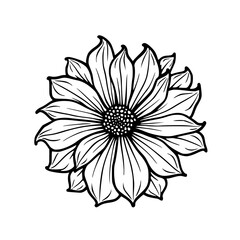 Detailed Floral Line Art Illustration: Daisy Flower on White