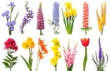 Spring collection of flowers iris, lupine, delphinium, narcissus, eremurus, phlox, tulip,...