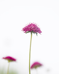 Close up view of pink Spider lily flower