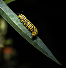 Southern monarch butterfly caterpillar worm in a black background. (Danaus erippus)