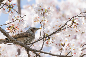 桜の花と青空とヒヨドリ