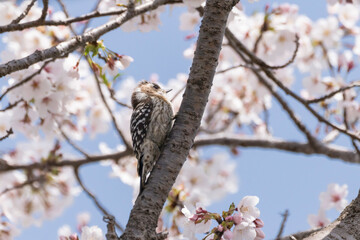 桜の花と青空とコゲラ