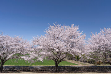 爽やかな春の青空と満開の桜