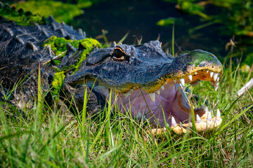 A large adult American alligator head with its mouth open exposing a ridge of sharp white needle-like teeth. The wild animal has its eyes open. The wet skin is a dark green color. The snout is broad.
