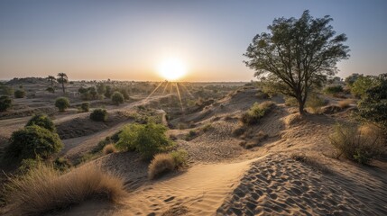 Sunrise paints the Thar's sand dunes in vibrant hues of orange and gold - hues sand landscape