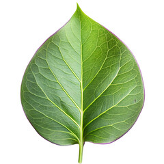 Obraz premium High Quality Lilac Leaf Isolated Image