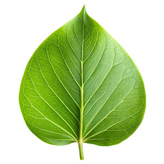 Obraz premium Clean White Background Lilac Leaf Isolated