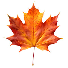 Obraz premium Clean White Background Maple Leaf Isolated