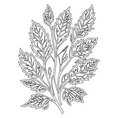 Floral Outline Illustration Botanical Graphic