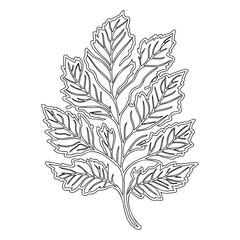 Detailed Leafy Frond Outlined Artistic Illustration