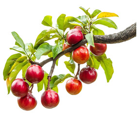 Fresh Ackee Fruit branch Isolated on transparent background