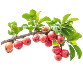 Fresh Ackee Fruit branch Isolated on transparent background