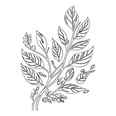 Botanical Illustration of Foliage and Sprigs