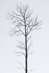 Monochrome photo of trees. Monochrome natural background material.
