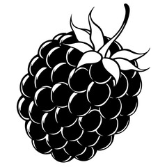 vector illustration of grapes