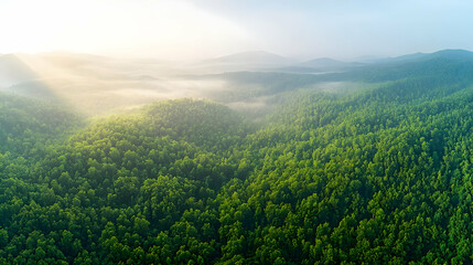 Fototapeta premium Sunrise Over Misty Tropical Forest