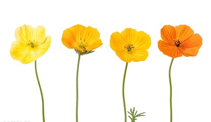 Fototapeta premium Vibrant Yellow and Orange Poppies Displaying Natural Beauty on White Background