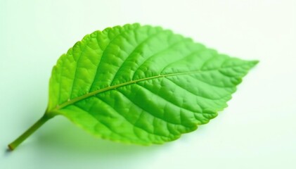 Obraz premium Green leaf isolated against pure white background, plant, foliage
