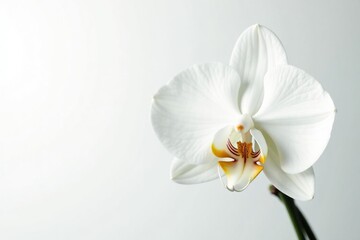 Delicate white orchid blossom on pure white backdrop, delicate, macro, beauty