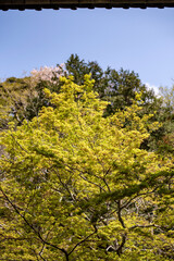 鎌倉2504　妙本寺19　祖師堂＆海棠