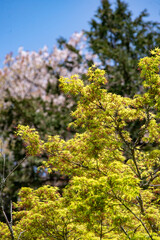 鎌倉2504　妙本寺22　祖師堂＆新緑