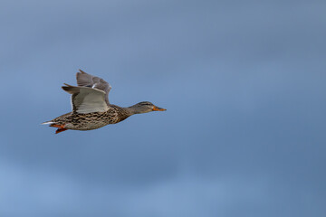 Closeup of a female mallard duck in flight.