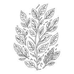 Botanical Plant Drawing for coloring and design