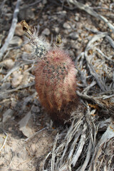 Texas rainbow cactus with red needles and two stems at Big Bend National Park in Texas