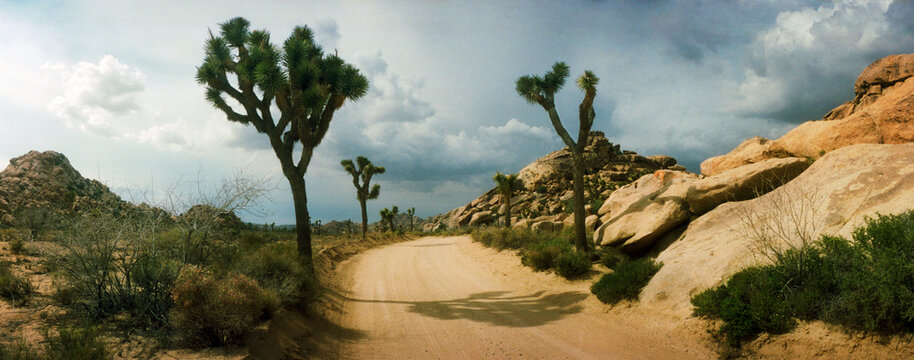 Panoramic view of dirt road passing through Joshua Tree National Park, San Bernardino County, California, USA.