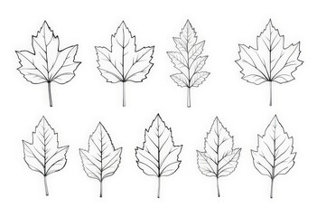 Obraz premium Minimalist Thanksgiving Design Fall Leaves in Line Art on White