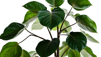 Elegant Fiddle Leaf Fig Tree – Stylish Botanical Design Element