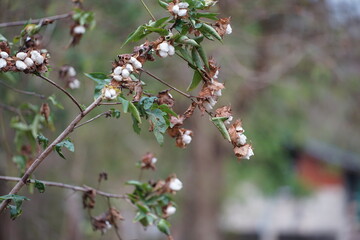 Cotton flowers blooming on the branch