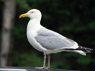 Close up of a seagull.