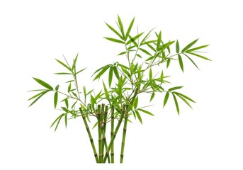 Naklejka premium A vibrant bamboo plant with green leaves isolated against a clean white background in a studio shot