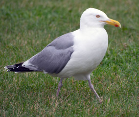 Close up of a seagull walking on grass.