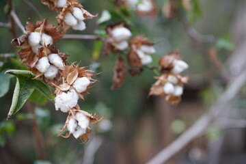 Cotton flowers blooming on the branch