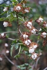 Cotton flowers blooming on the branch