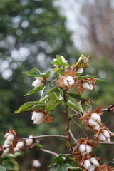 Cotton flowers blooming on the branch