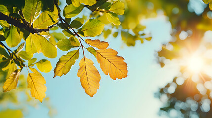 Autumn Leaves Under Sunny Sky