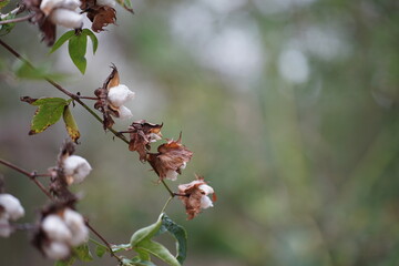 Cotton flowers blooming on the branch
