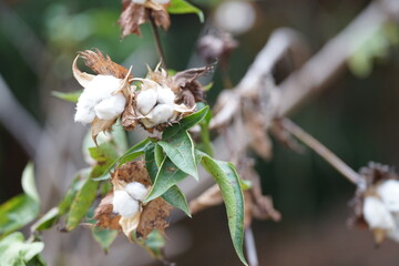 Cotton flowers blooming on the branch