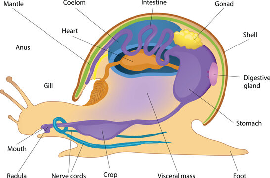 illustration of gastropoda internal anatomy diagram