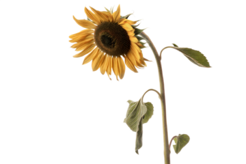Single Sunflower on Black Background