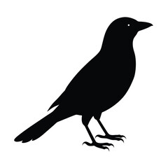 Indian Roller Silhouette Vector | Black and White Indian Roller Bird Illustration