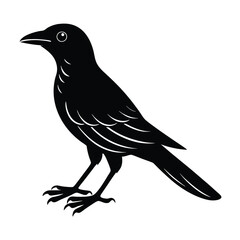 Indian Roller Silhouette Vector | Black and White Indian Roller Bird Illustration