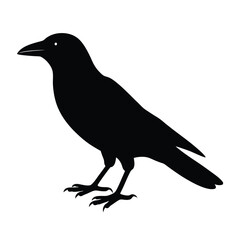 Jackdaw Silhouette Vector Art | Black and White Jackdaw Bird Illustration